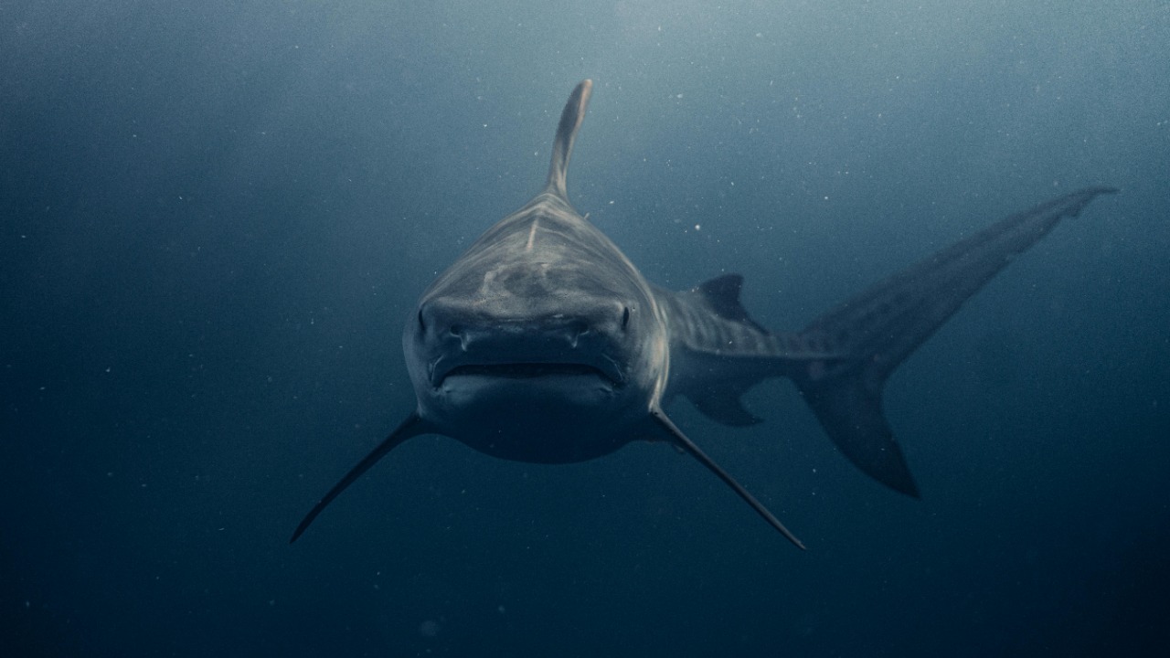 Shark attacks in Hawaii surge in October, and scientists think they know why