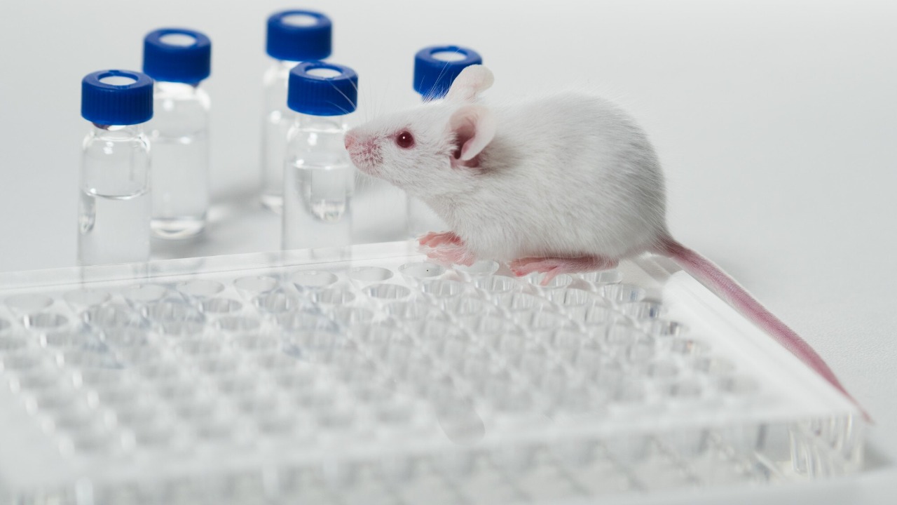 1 targeted brain tweak erased anxiety in mice, here’s what it suggests