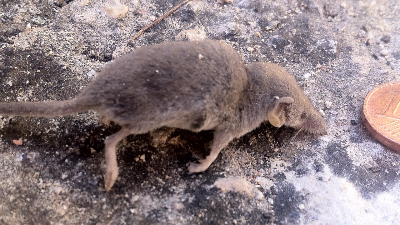 World’s tiniest mammal is now teetering on total extinction