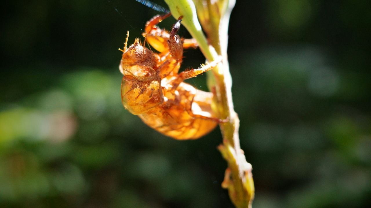 Amber insect looked normal, then scientists spotted the nightmare growing on it