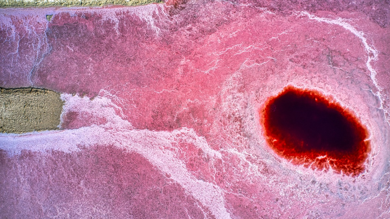 Experimental immunotherapy wipes out artery cells and slashes plaque