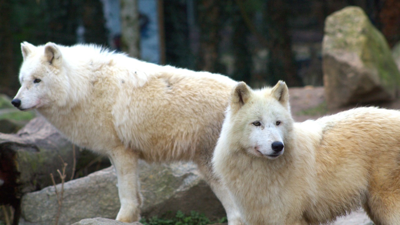 Dire wolves were terrifyingly real, not just Game of Thrones beasts