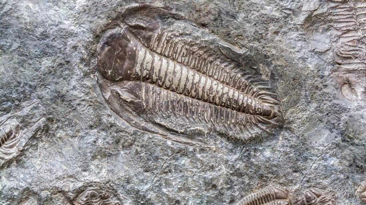 Scientists find 443-million-year-old fossil eyes eerily like our own