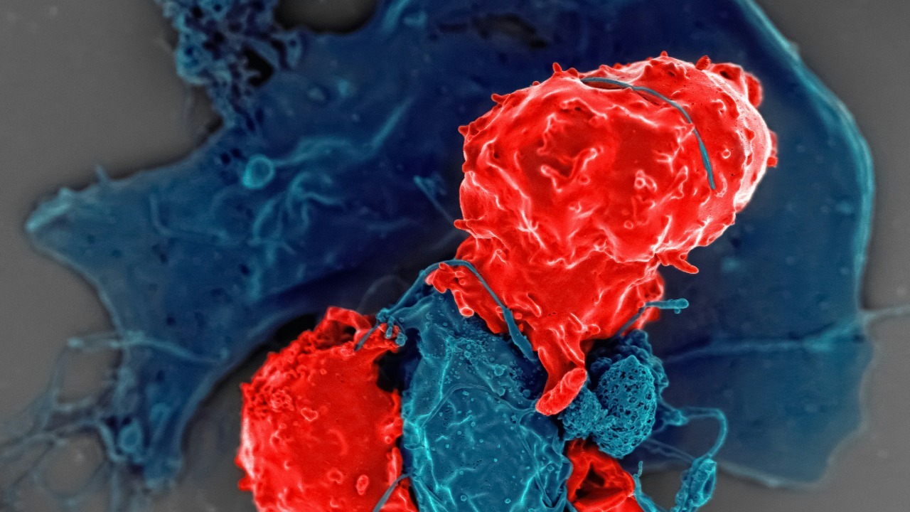 Scientists may have hacked your immune system to slow aging itself