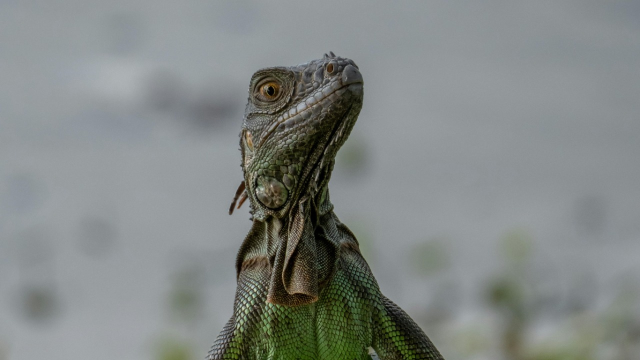 Arian Fernandez/Pexels