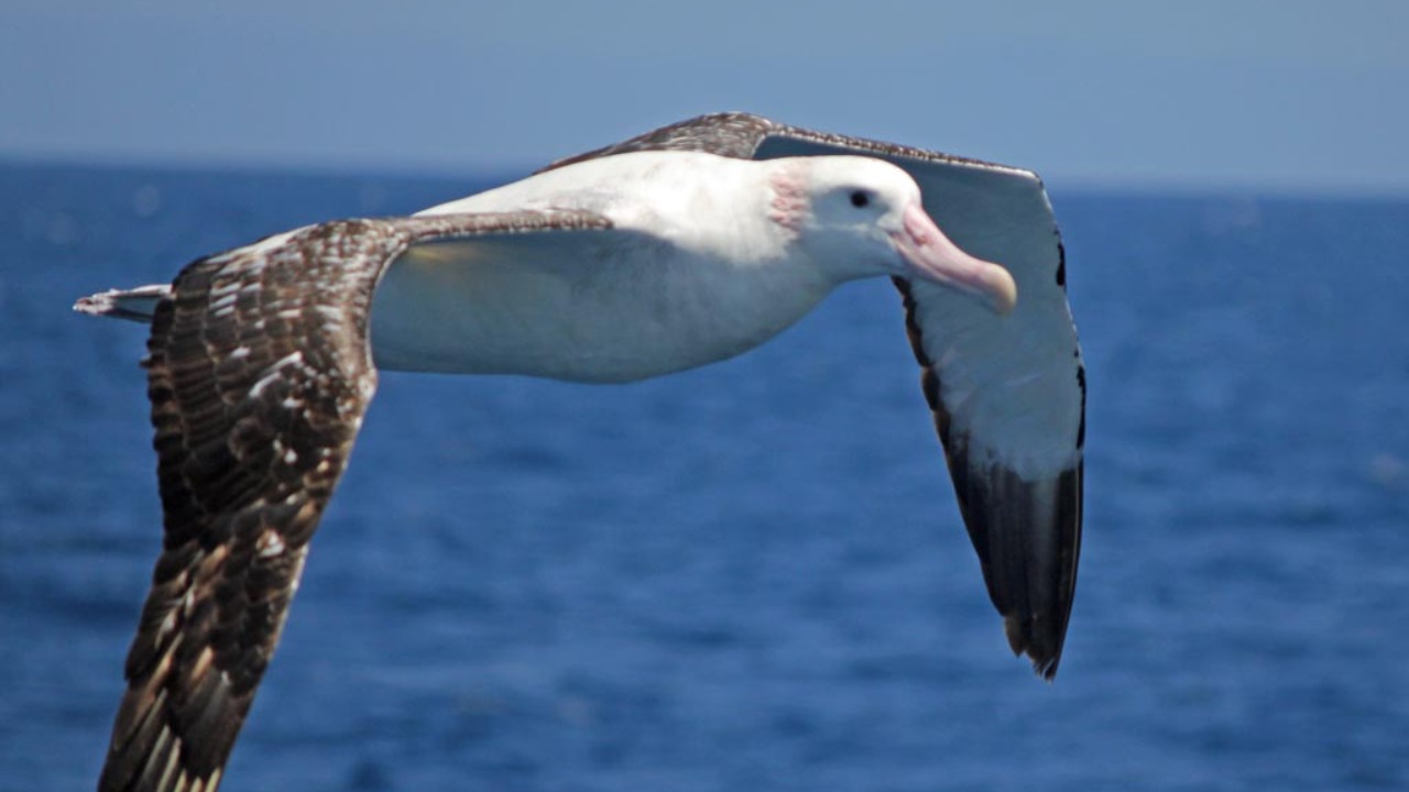 Critically endangered albatross flies 4,800 km and baffles scientists