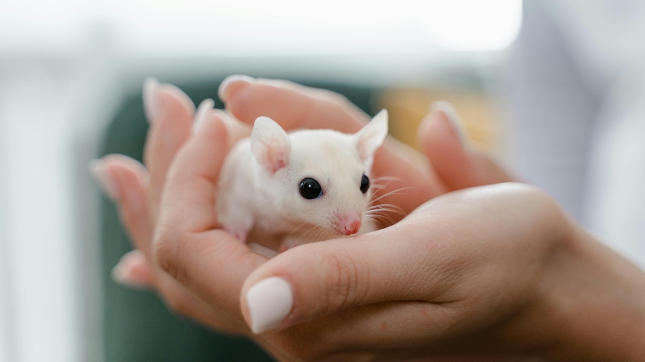 Mouse study reveals serious hidden risk in a popular weight-loss diet