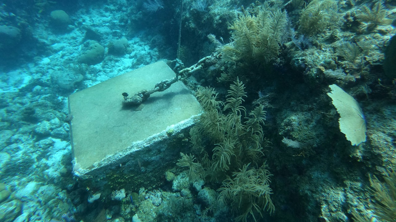 A Yellow Brick Road was found on the seafloor, and it’s real