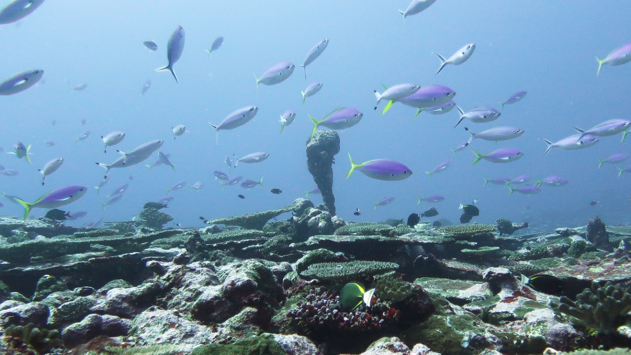 Rebounding reef fish could raise sustainable seafood servings 50%