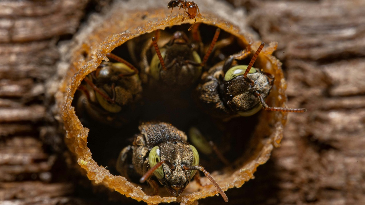 Amazon stingless bees become the 1st insects granted legal rights