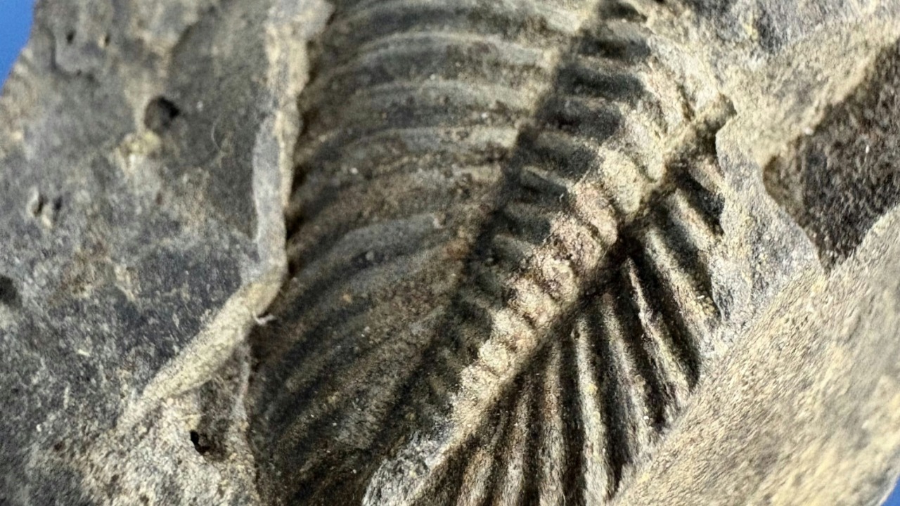 A clock running fast could explain Darwin’s fossil record gaps