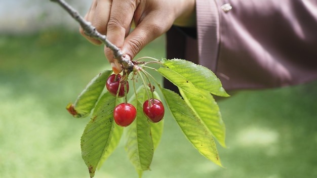 Ripe cherries hang on a tree