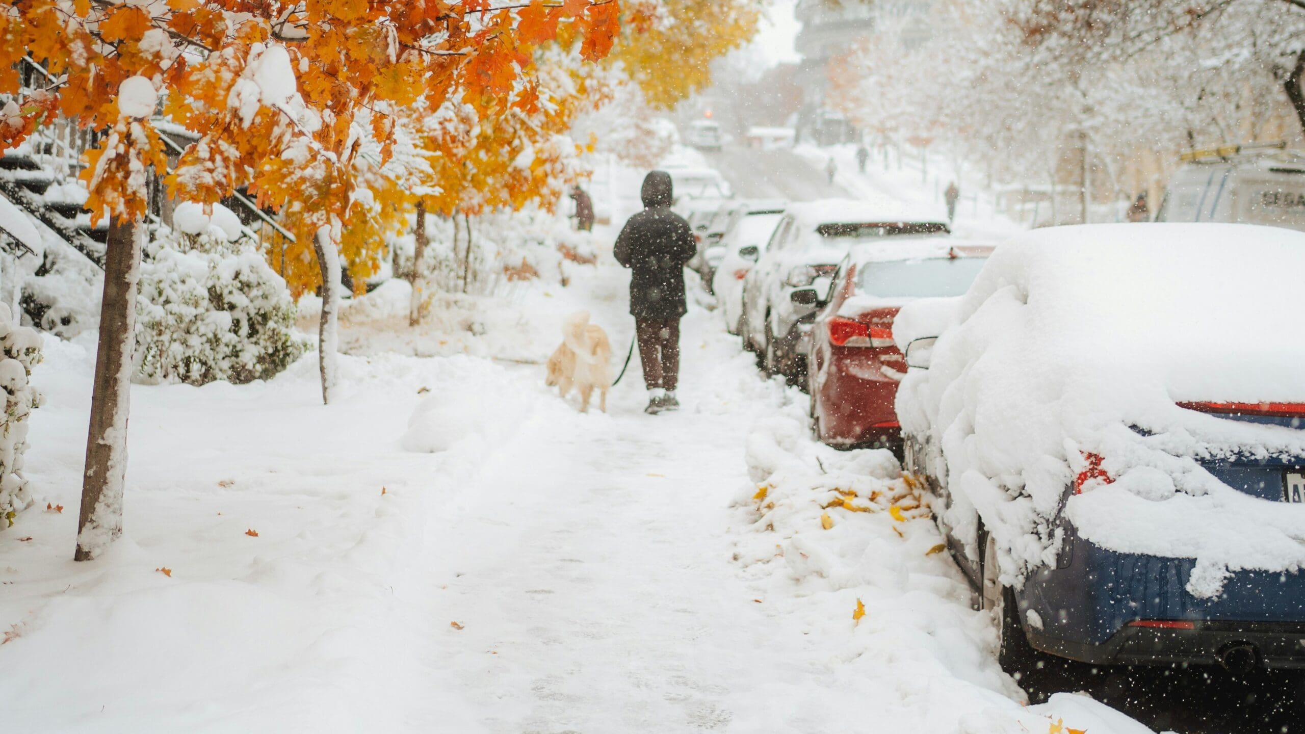 Person walking dog on snowy sidewalk with autumn leaves.