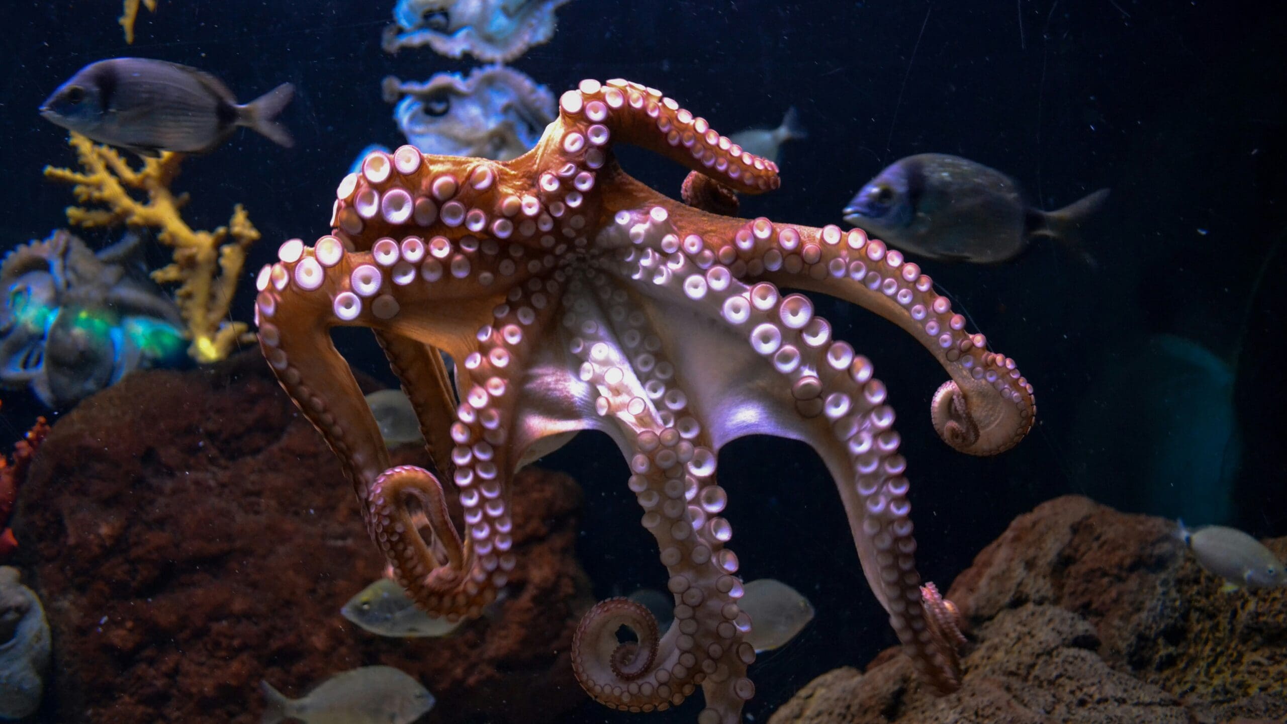 Octopus boom off southwest UK in 2025 stuns scientists new report reveals why