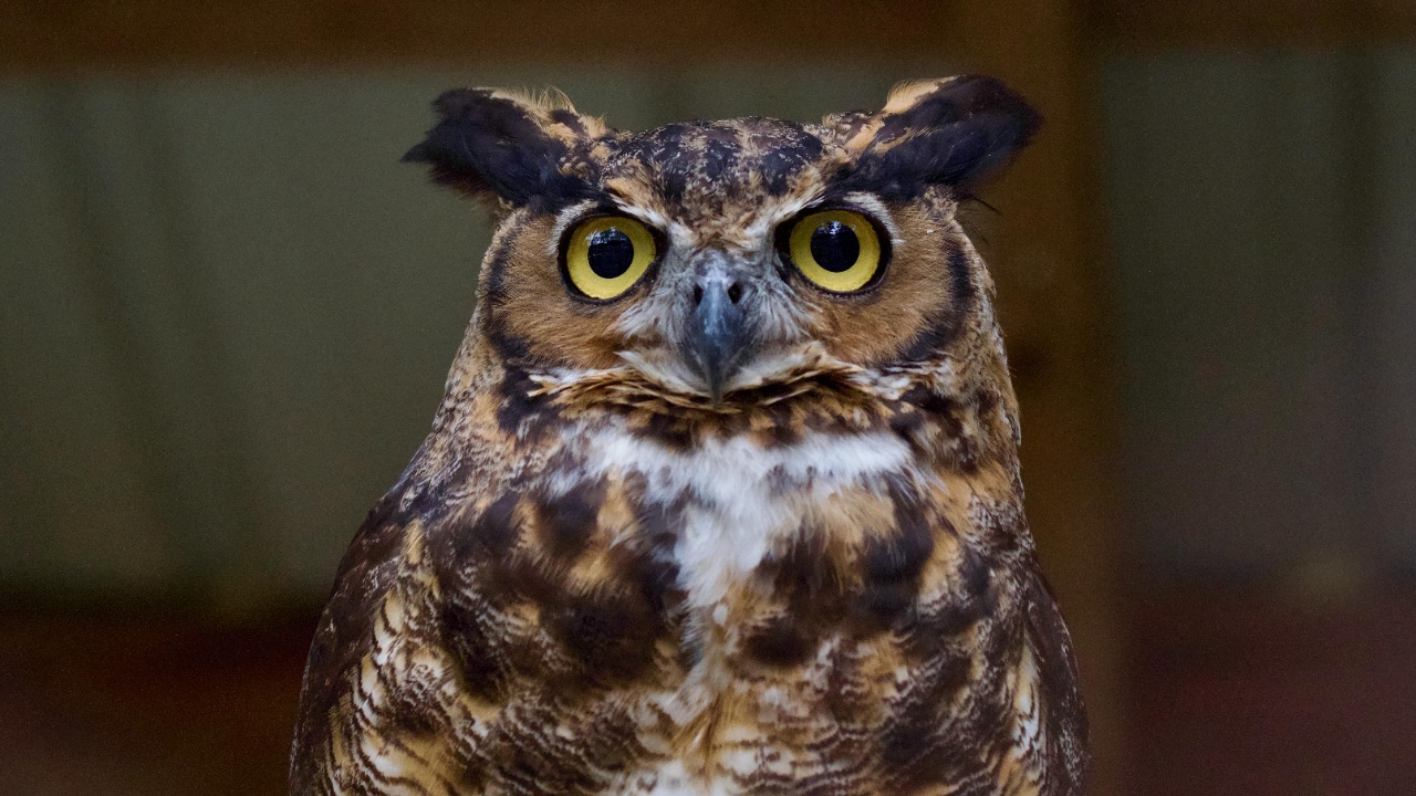 9 savage animals that decapitate prey in the most gruesome ways imaginable