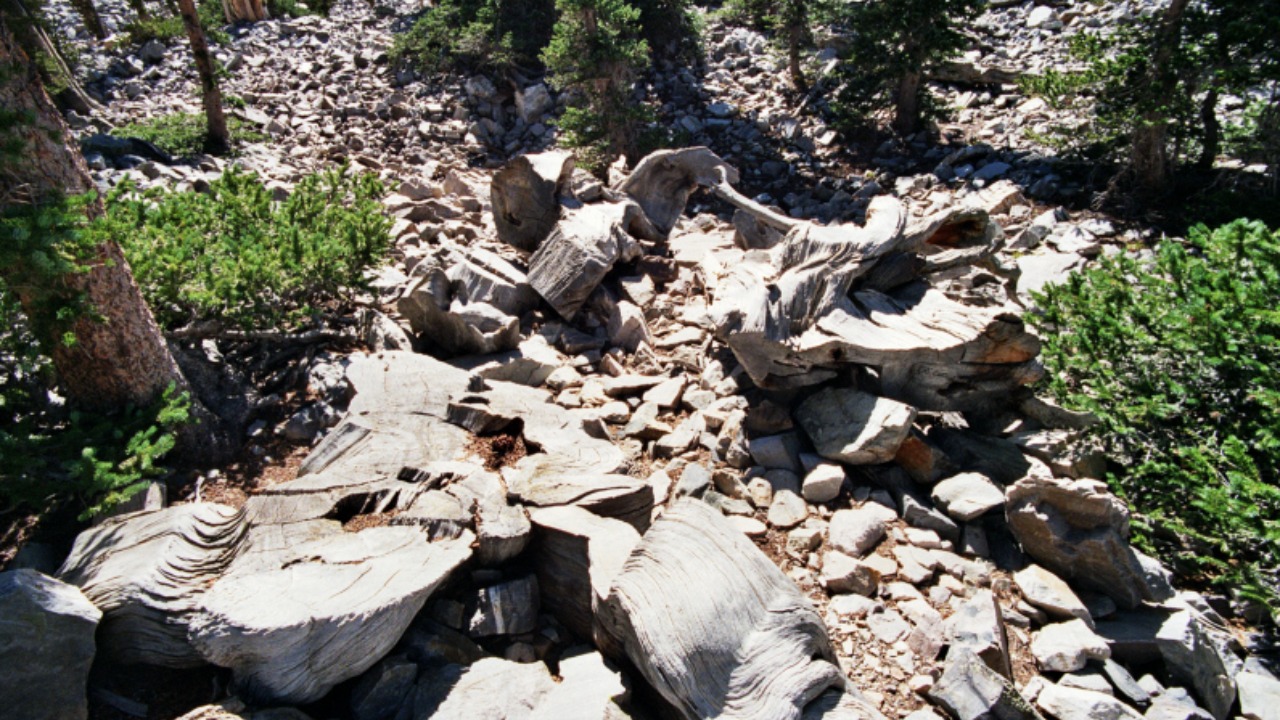 How a scientist’s mistake wiped out a 5,000-year-old ancient tree