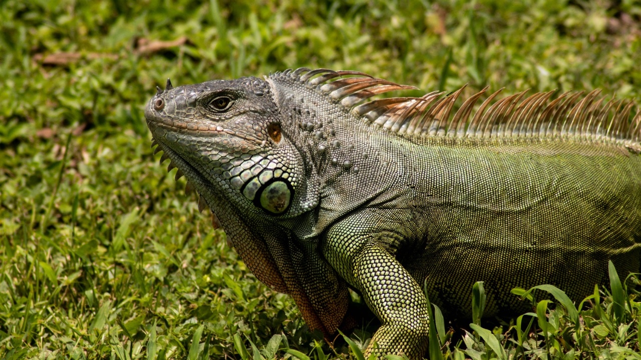 Rare deep freeze lets residents legally scoop up stunned invasive iguanas