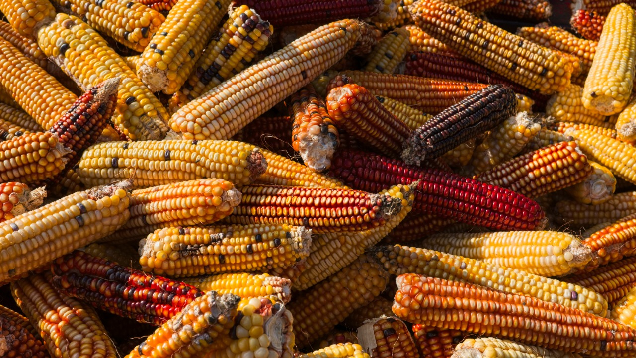 New breakthrough could shield global food supply from a massive threat