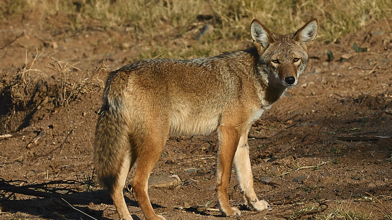 Officials issue urgent warning after wild predator invades suburban hotspot