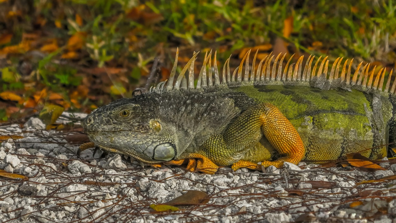 Florida rescues 2,000+ ‘cold-stunned’ iguanas as rare freeze slams state