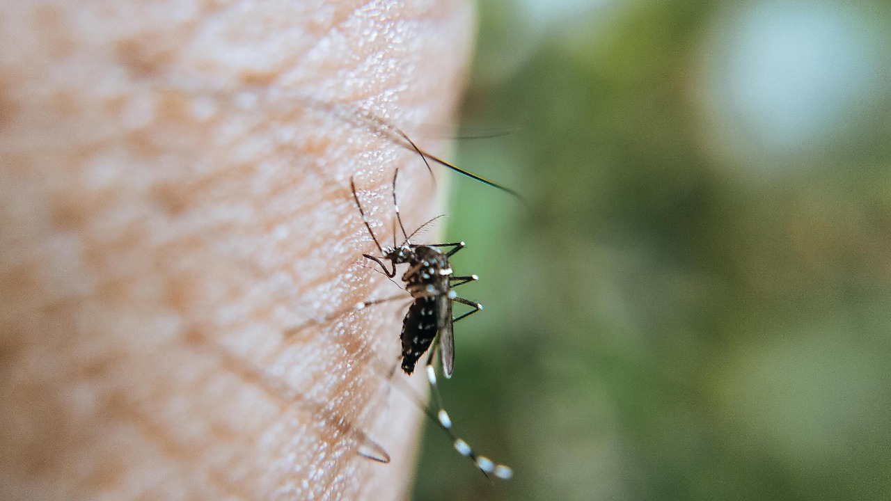Iceland’s 1st mosquito sightings trigger chilling warning for scientists