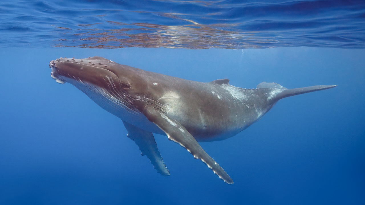 Scientists uncover hidden whale viruses unlike anything seen before