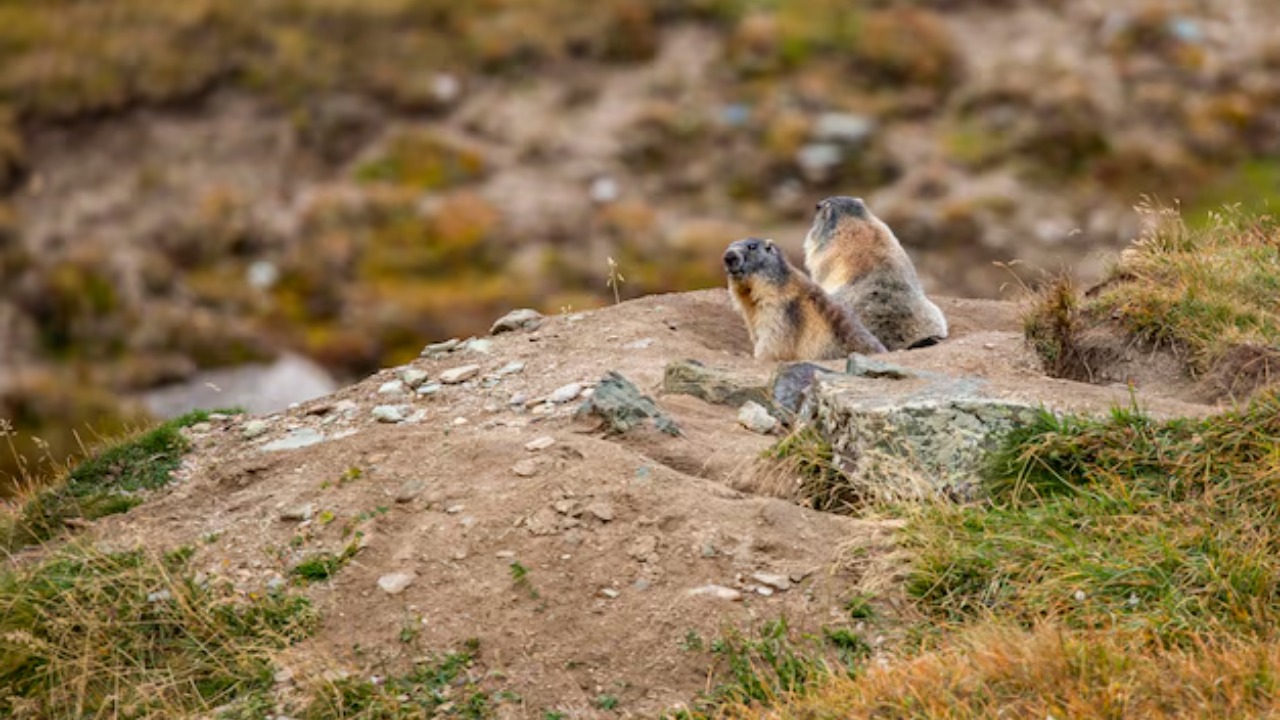 They unleashed beavers on a wasteland, and the land transformed