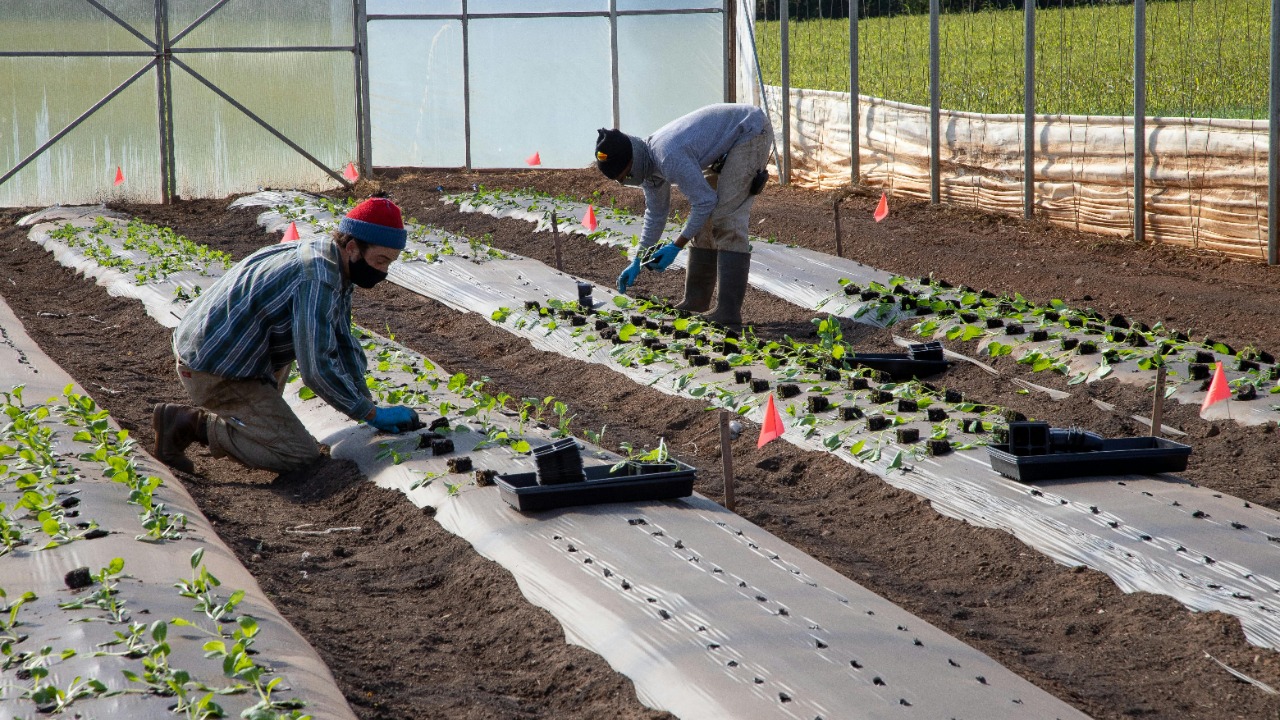 The overlooked farming trick quietly bringing dead soil back to life
