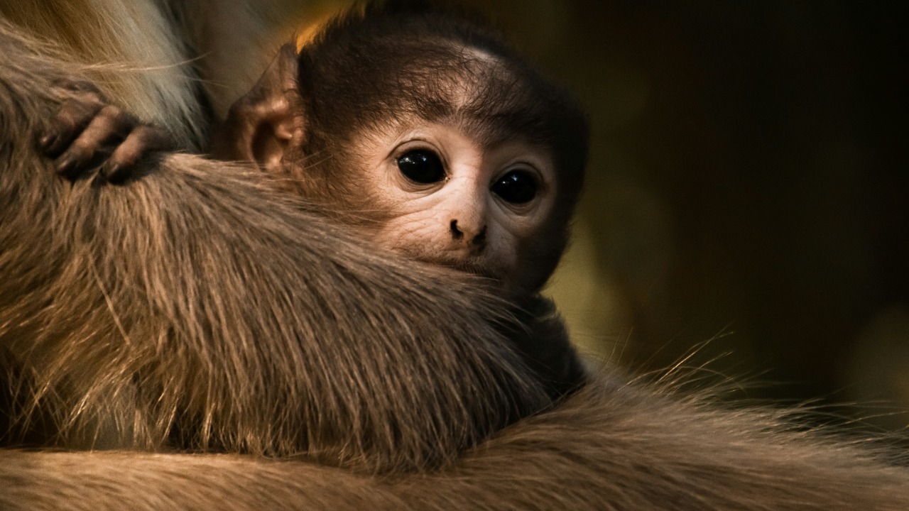 This adorable baby primate looks cuddly but packs a venomous bite
