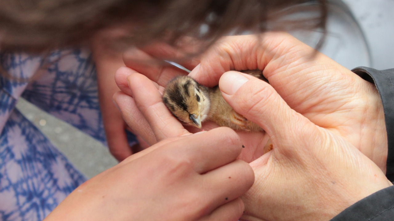 Tiny radio tags expose shocking hidden survival trick in birds