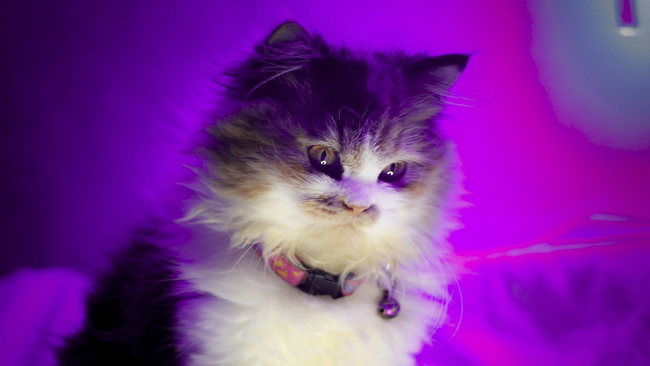 Physicists push thousands of atoms into a Schrödinger’s cat state in quantum leap