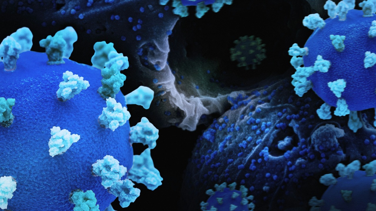 Zombie COVID-19 leftovers hunt in packs and ambush our immune cells