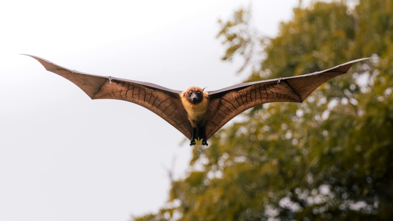 New bat virus in Bangladesh is deadlier than feared and now in humans