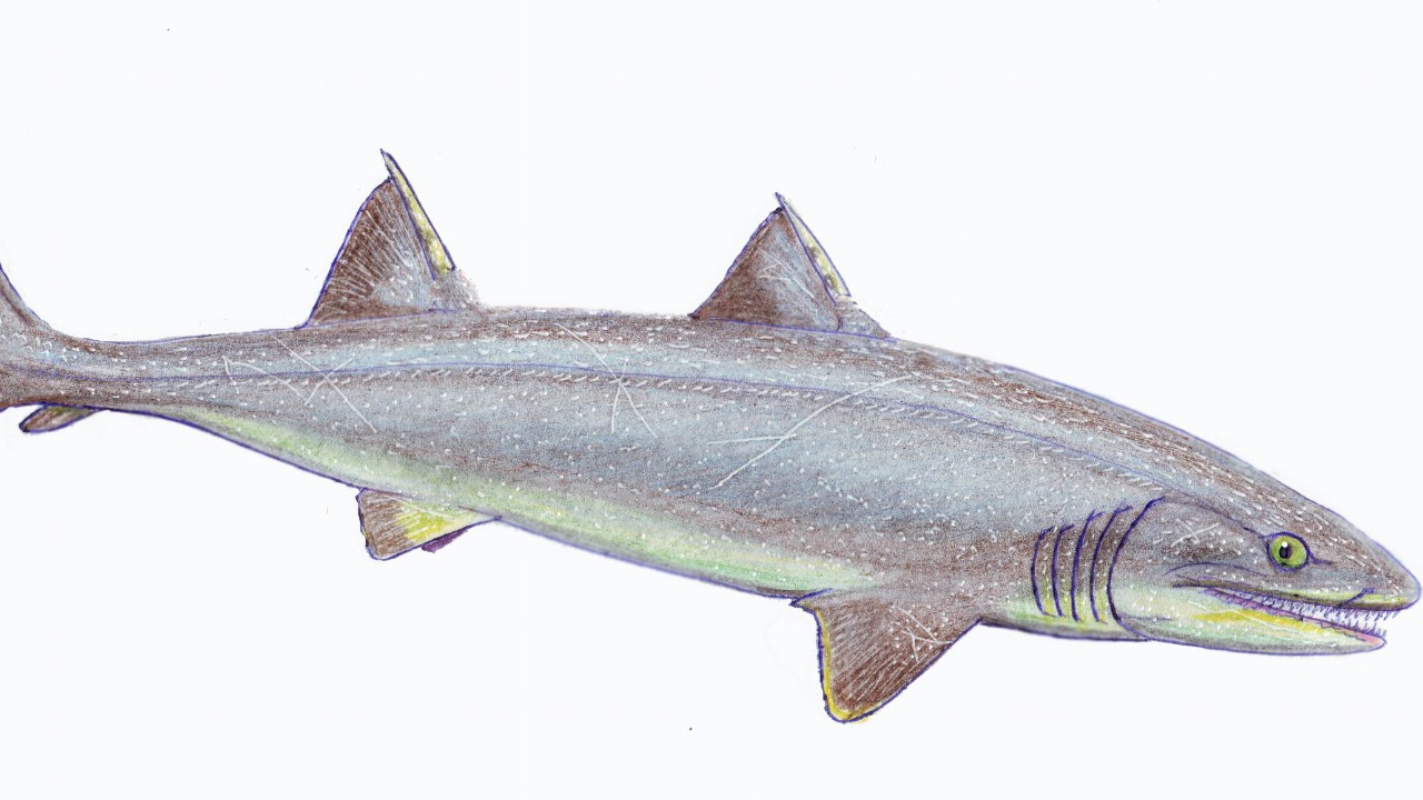 Image Credit: Creator: Dmitry Bogdanov - CC BY 3.0/Wiki Commons