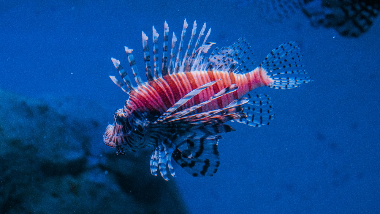 Scientists find hundreds of new Pacific species as deep sea mining looms