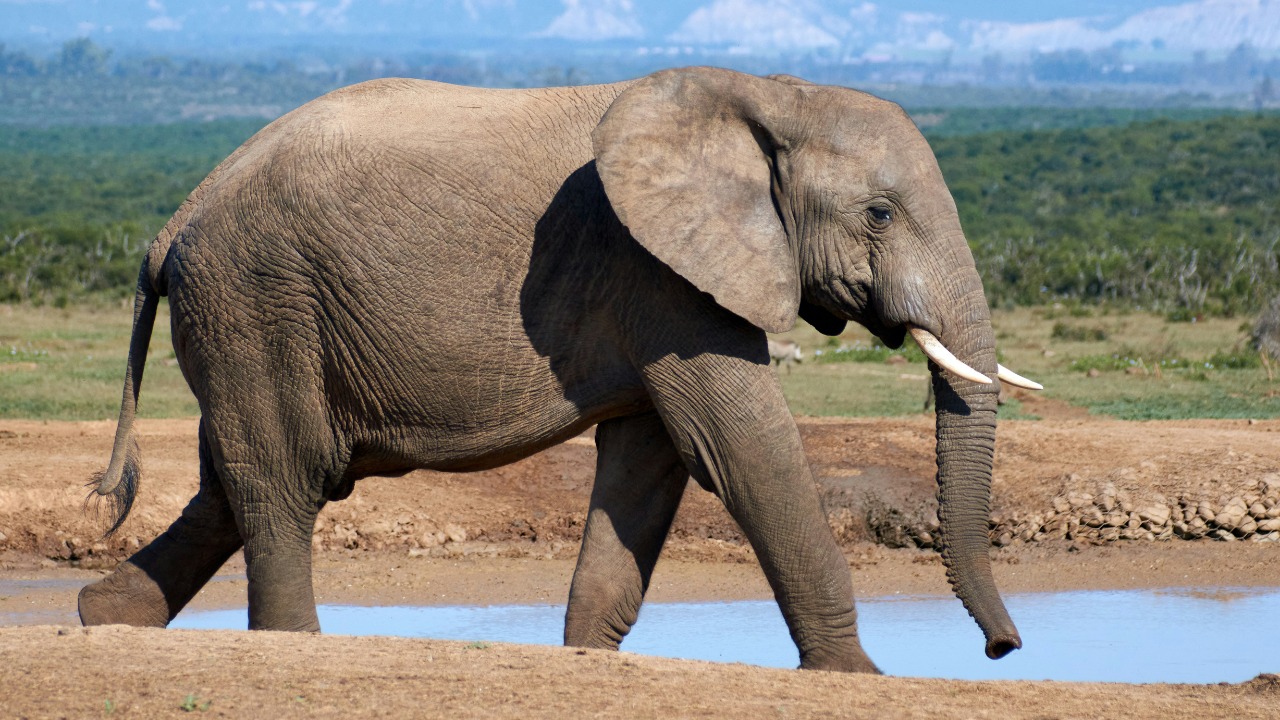 Elephants’ haunting death ritual finally explained by scientists