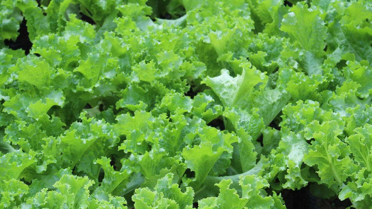 5 cold hardy vegetables to plant now before spring sneaks up