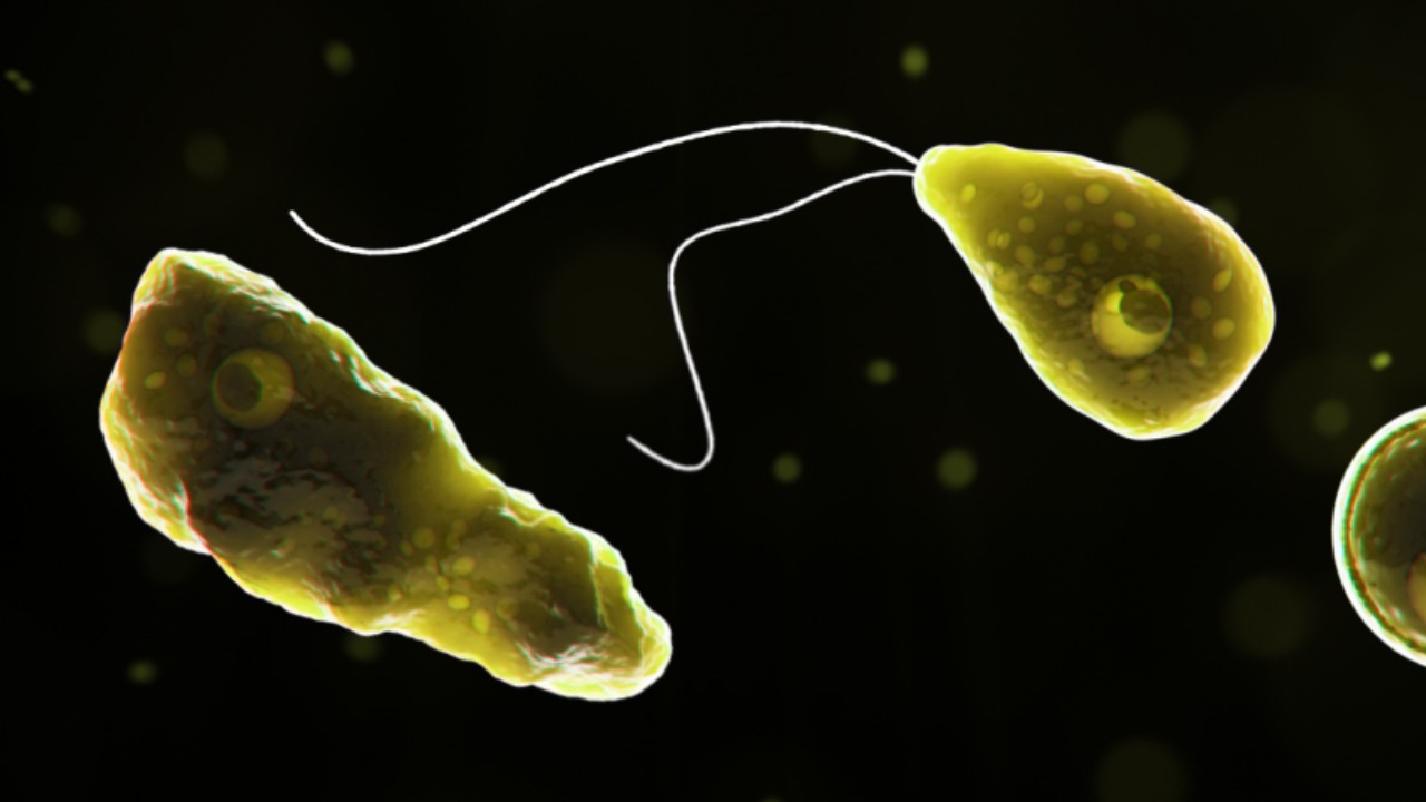 Brain-eating amoebas may be turning into a growing global killer threat