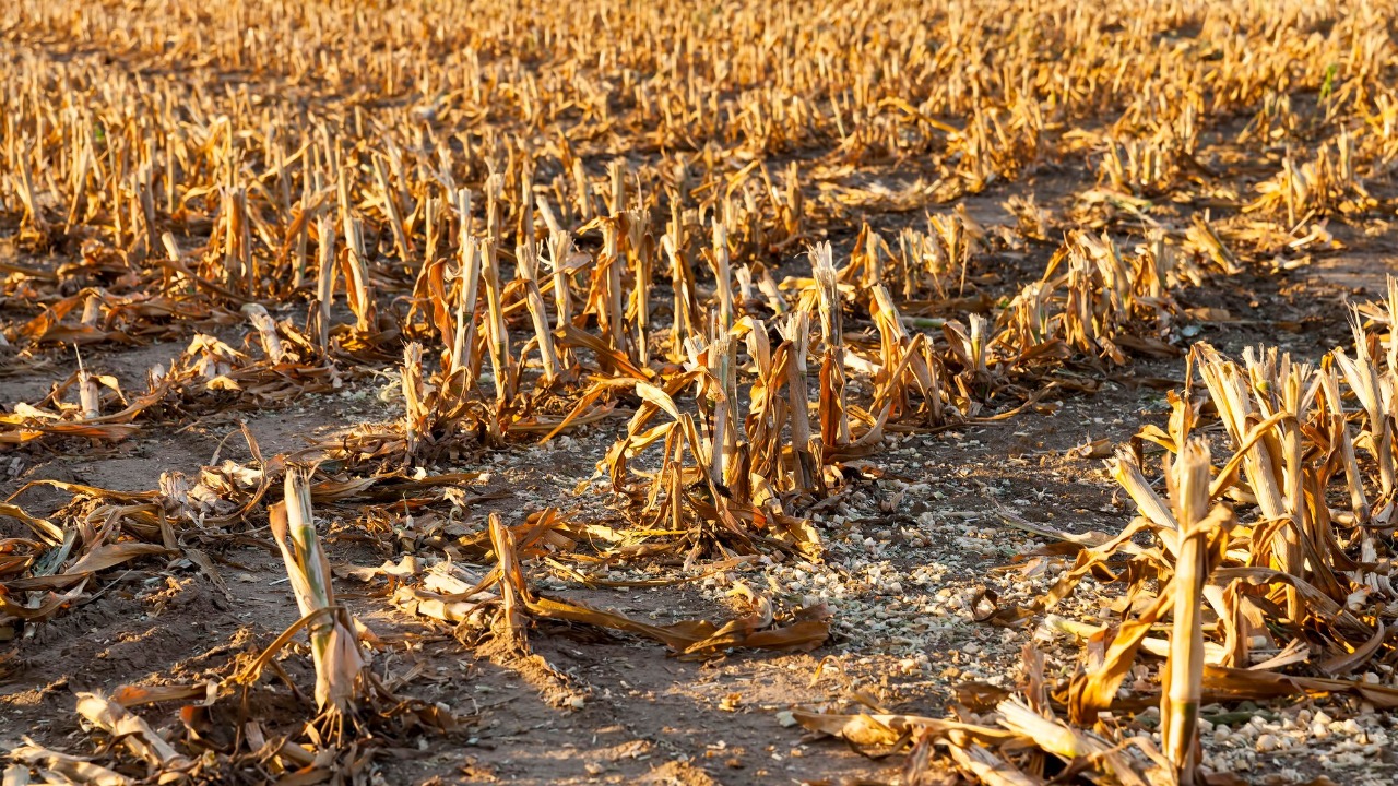 Farmers crushed after 80% of vital crops wiped out in sudden disaster