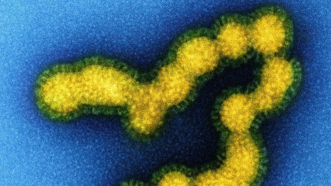 Scientists find 1 tiny protein that can blow up entire viruses