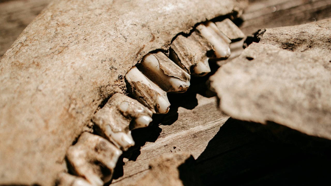 Why ancient humans had straight teeth and never needed braces