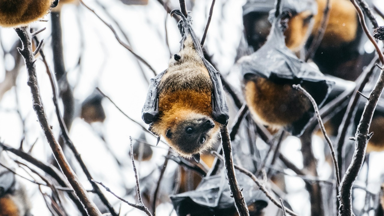 Over 80% of flying fox colony wiped out as brutal January heat cooks thousands