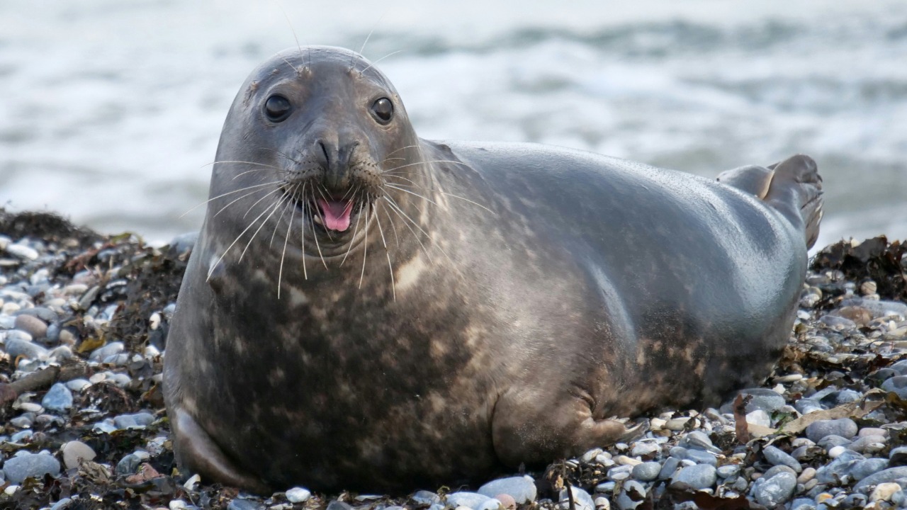 Seals are vanishing off the Dutch coast and scientists are racing to solve the mystery