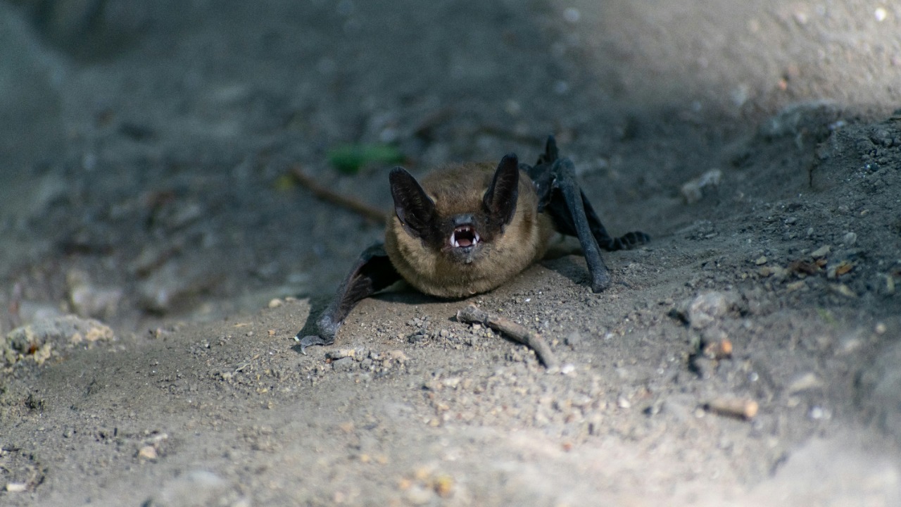 New bat virus triggers COVID-19-style border crackdowns amid spread fears