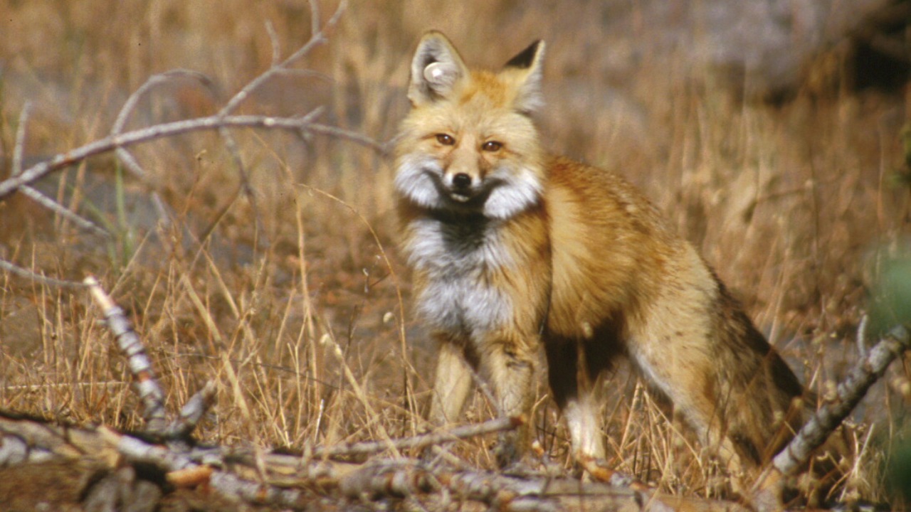 Red fox — Image Credit: Keith Slausen USFS/PSW - Public domain/Wiki Commons