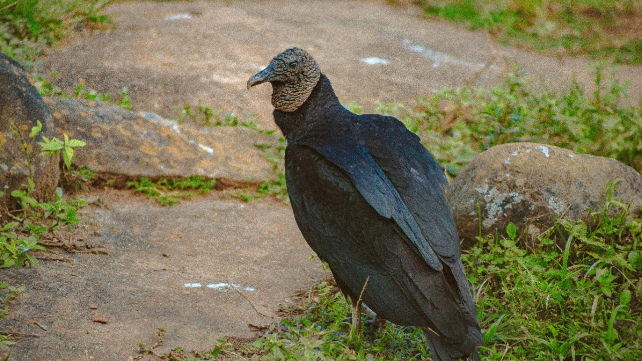 Black vulture — Image Credit: Lucas Pezeta/Pexels