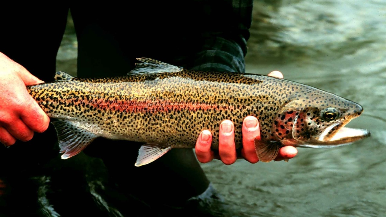 Rainbow trout — Image Credit: Lisac Mark, U.S. Fish and Wildlife Service - Public domain/Wiki Commons