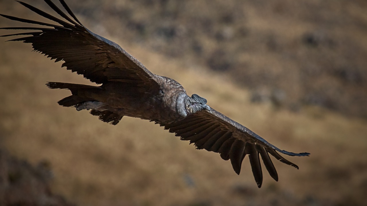 Andean condor — Image Credit: Pedro Szekely - CC BY-SA 2.0/Wiki Commons