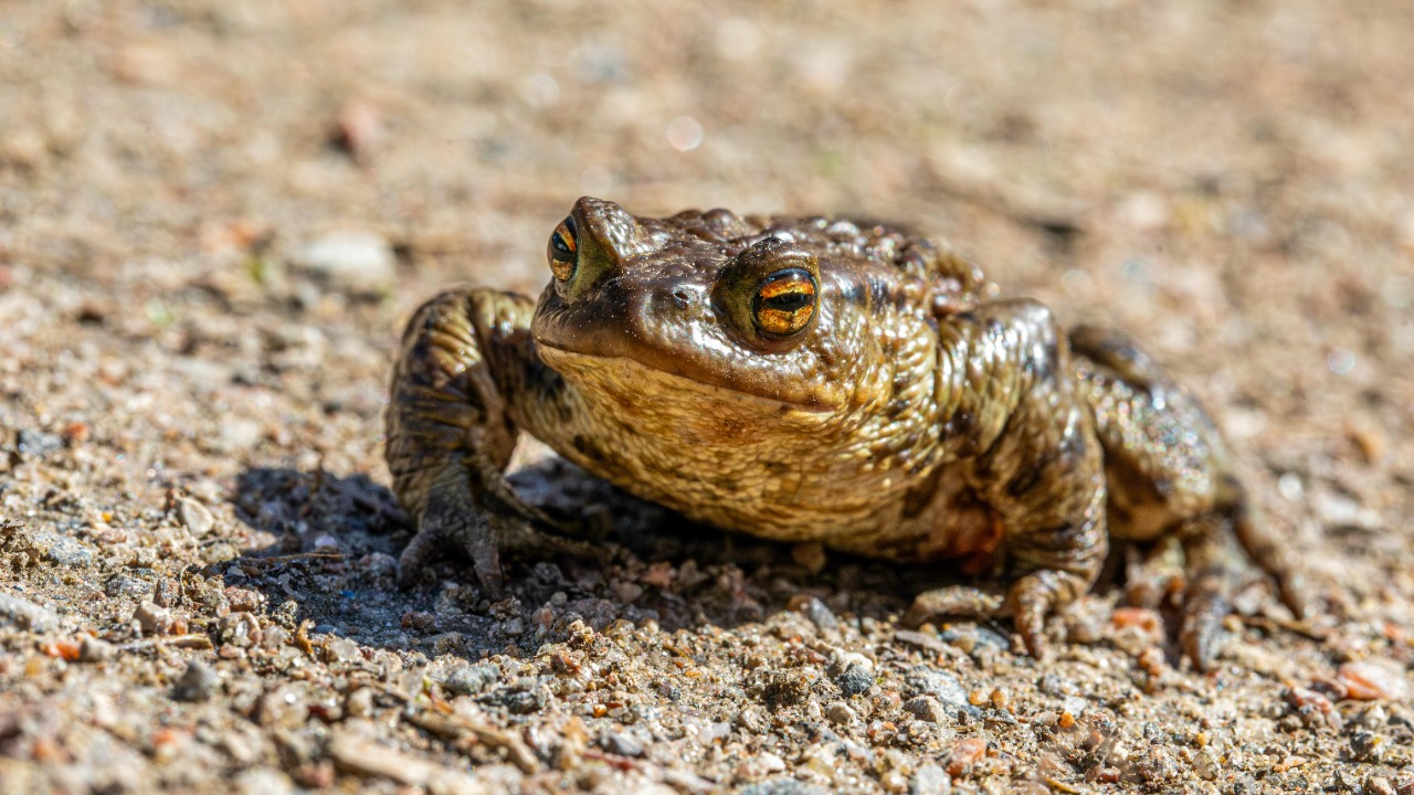 Toad — Image Credit: Erik Karits/Pexels