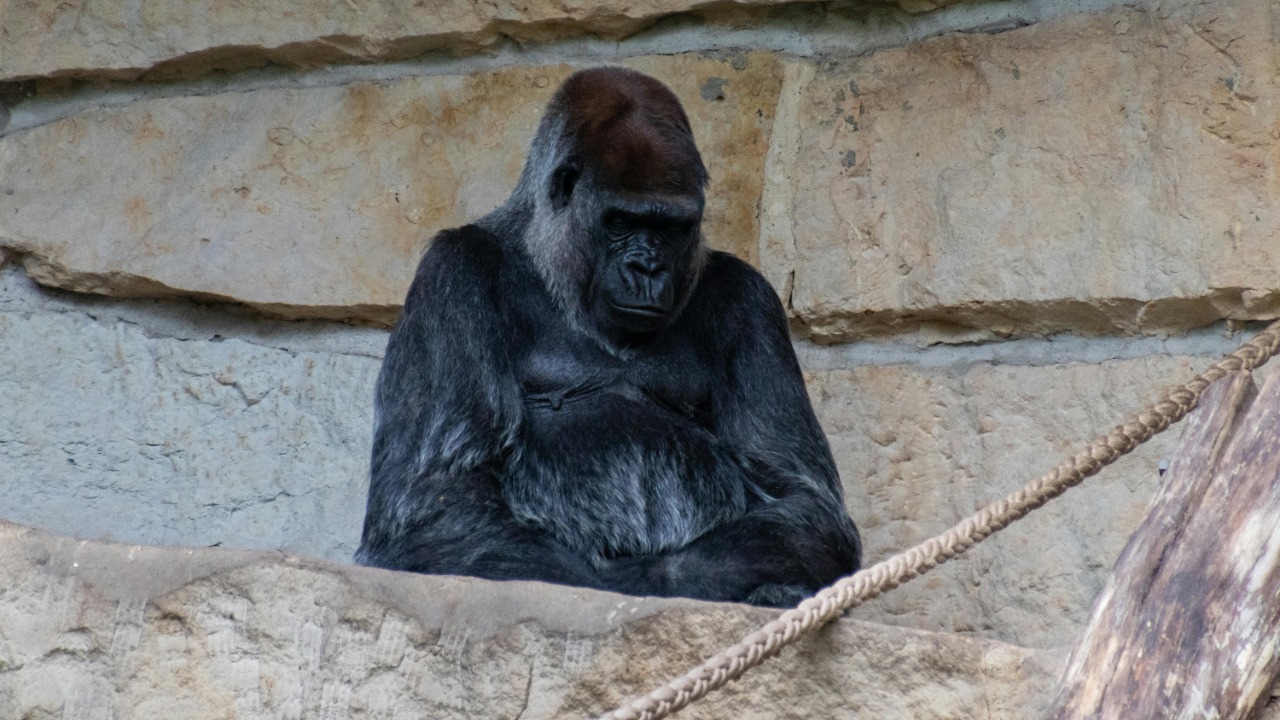 Gorilla — Image Credit: Spicy Photographer/Pexels